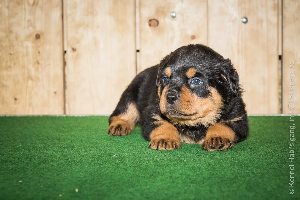 Rottweiler kennel Habi's gang - Kraj Vysočina pet otel görseli 3