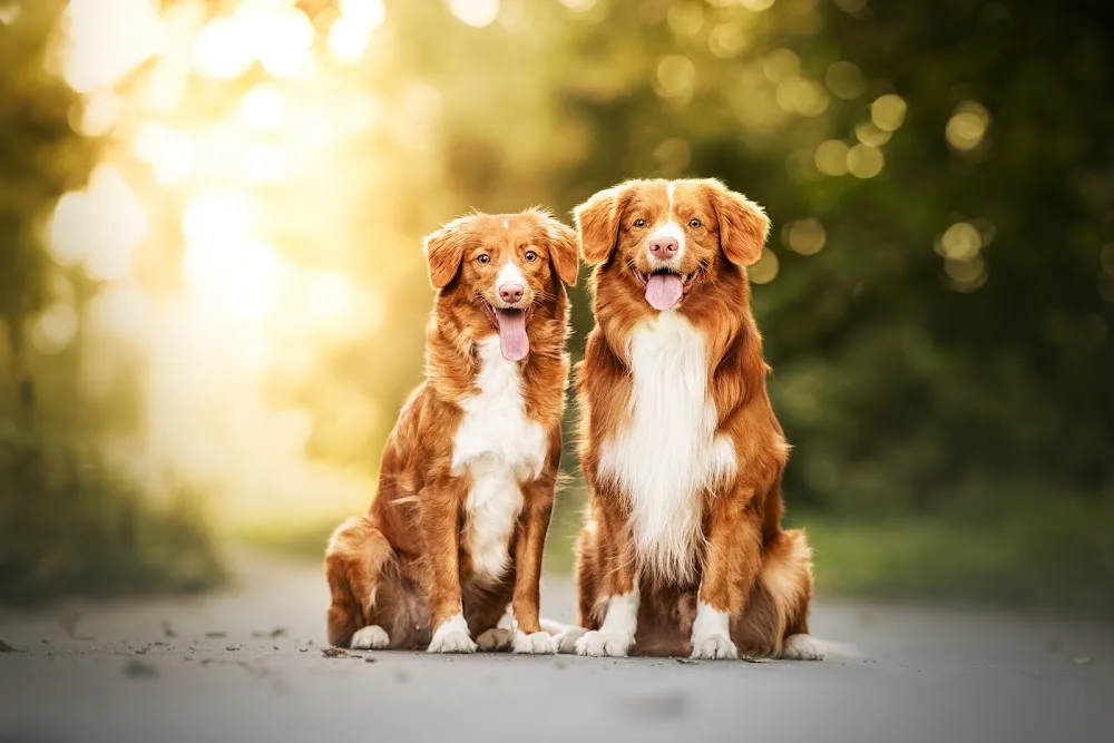 Thayensia Toller Kennel - Kraj Vysočina pet otel görseli 3