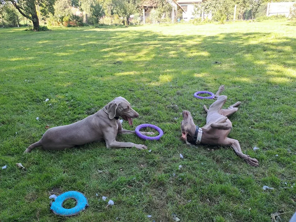 U Moravců - Kraj Vysočina pet otel görseli 3