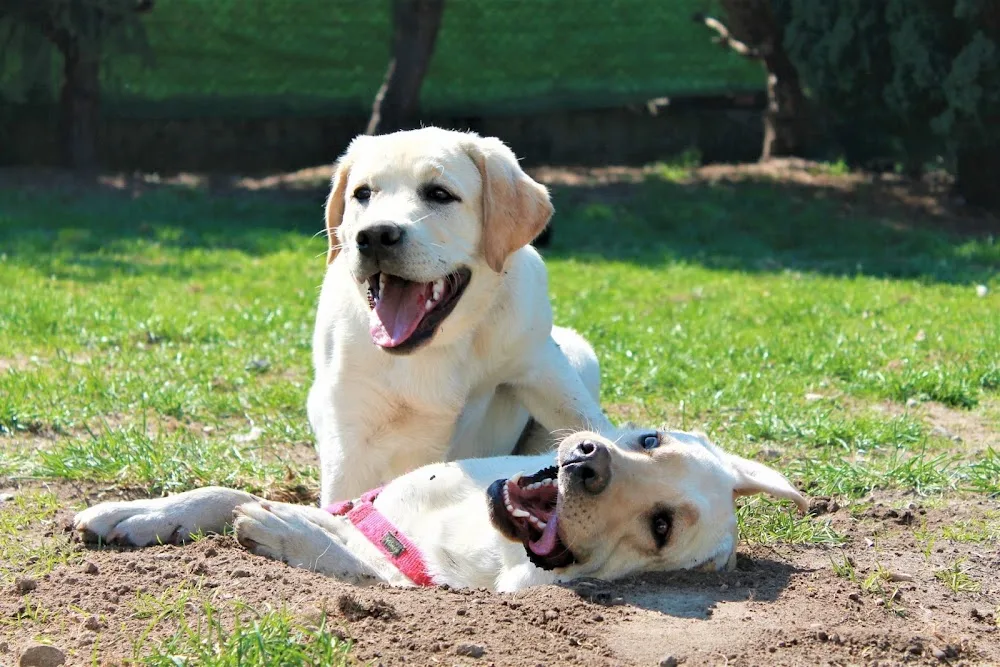 Dog's Bay - Domowy Hotel dla psów, Świetlica dla psów, Doradztwo behawioralne - Kraków pet otel