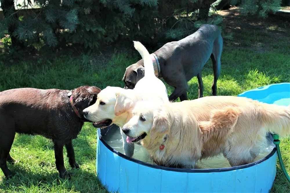 Dog's Bay - Domowy Hotel dla psów, Świetlica dla psów, Doradztwo behawioralne - Kraków pet otel görseli 3