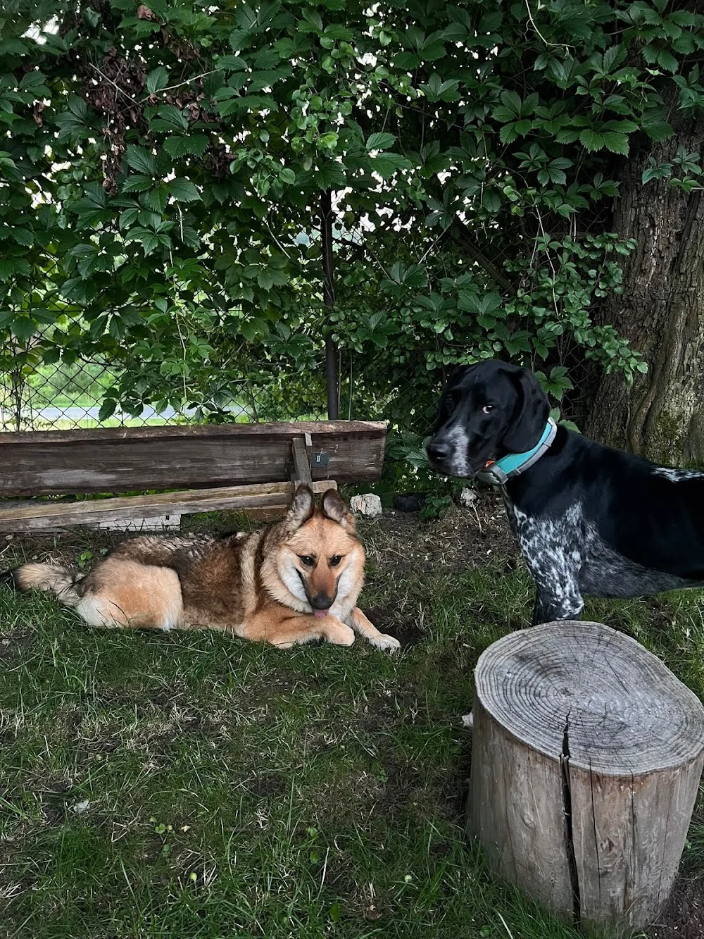 Hotel dla psów, szkolenia dla psów, opieka dzienna i transport - Zielona Chatka - Kraków pet otel görseli 2