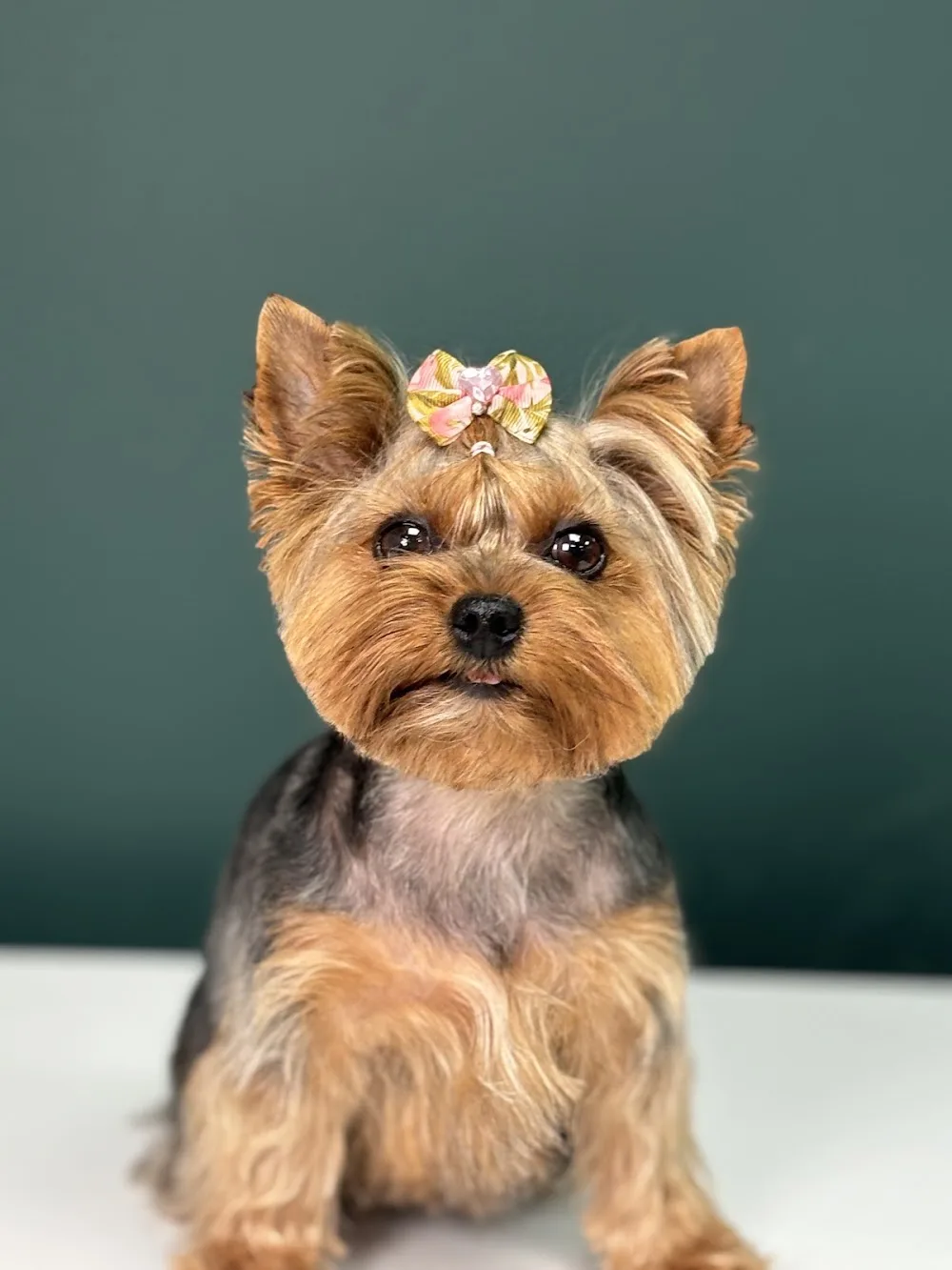 "Le Chien" Salon Strzyżenia Psów i Domowy Hotel dla Zwierząt Kraków - Kraków pet otel görseli 3