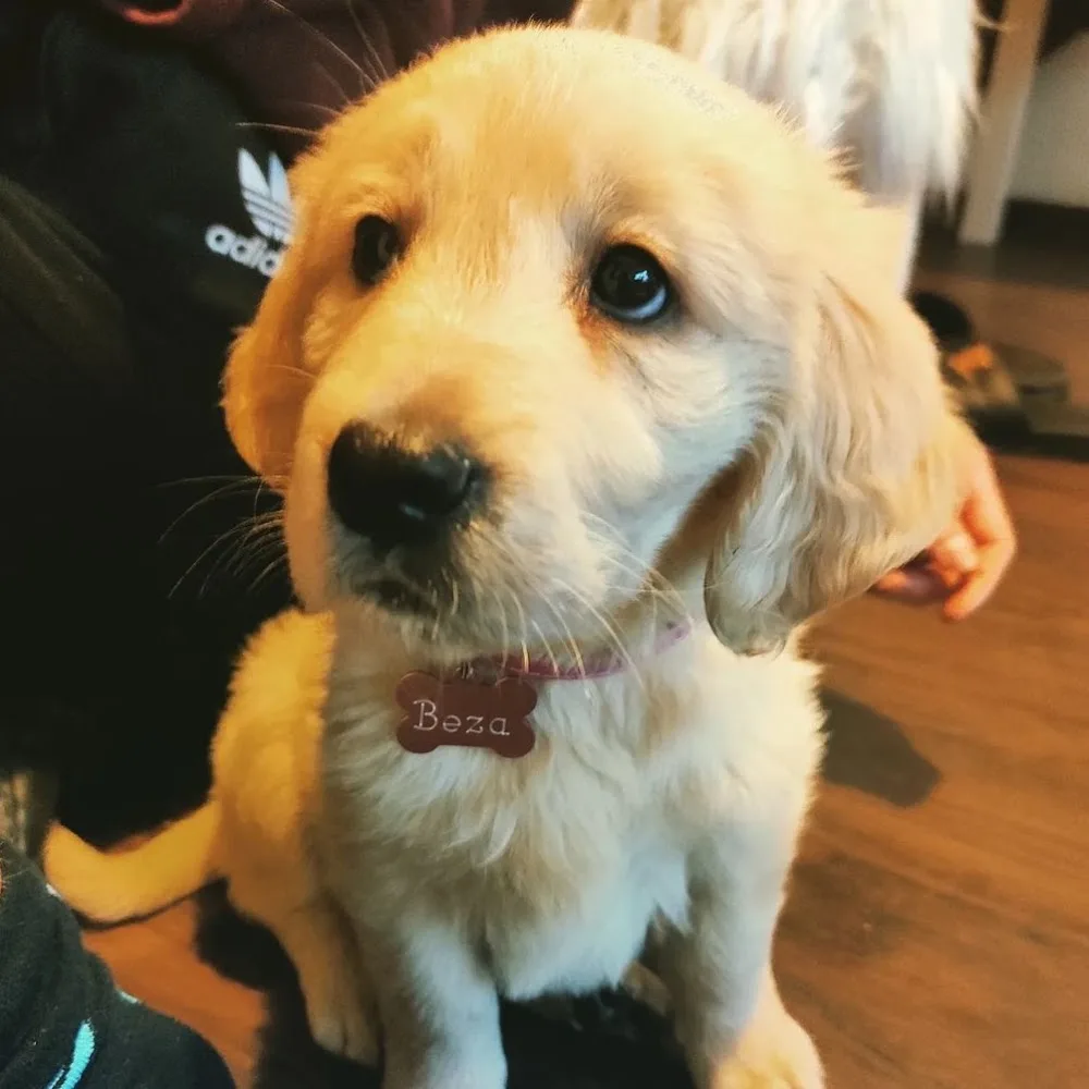 "Le Chien" Salon Strzyżenia Psów i Domowy Hotel dla Zwierząt Kraków - Kraków pet otel görseli 5