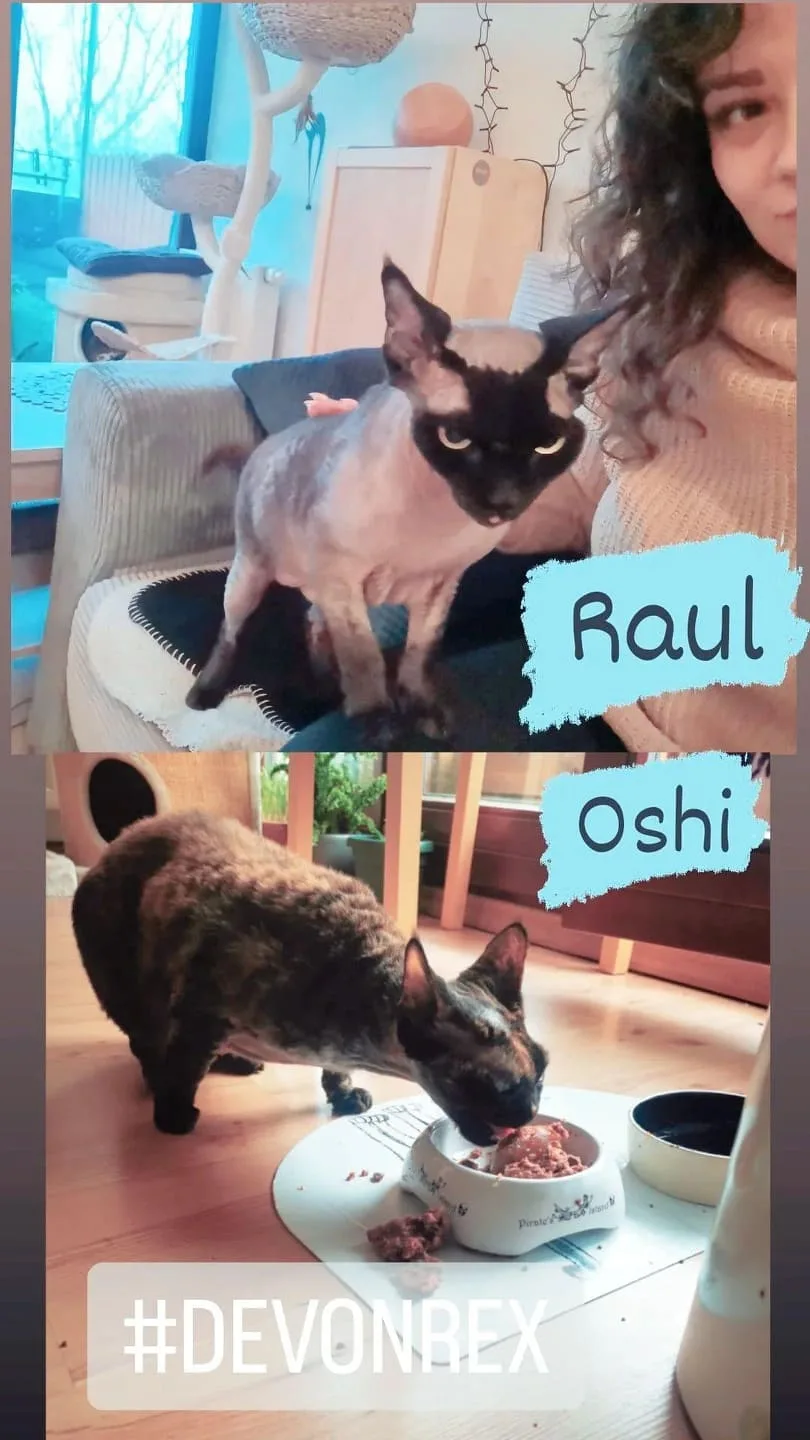 Wyszczekani Psyjaciele - domowy hotel dla psów, petsitter, catsitter, dogwalker, konsultacje trenerskie i behawiorystyczne - Kraków pet otel görseli 3