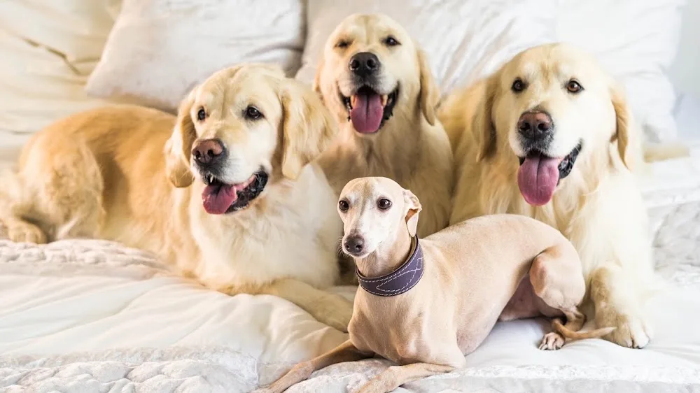 Premium Psí hotel DOGHOT - Královéhradecký kraj pet otel