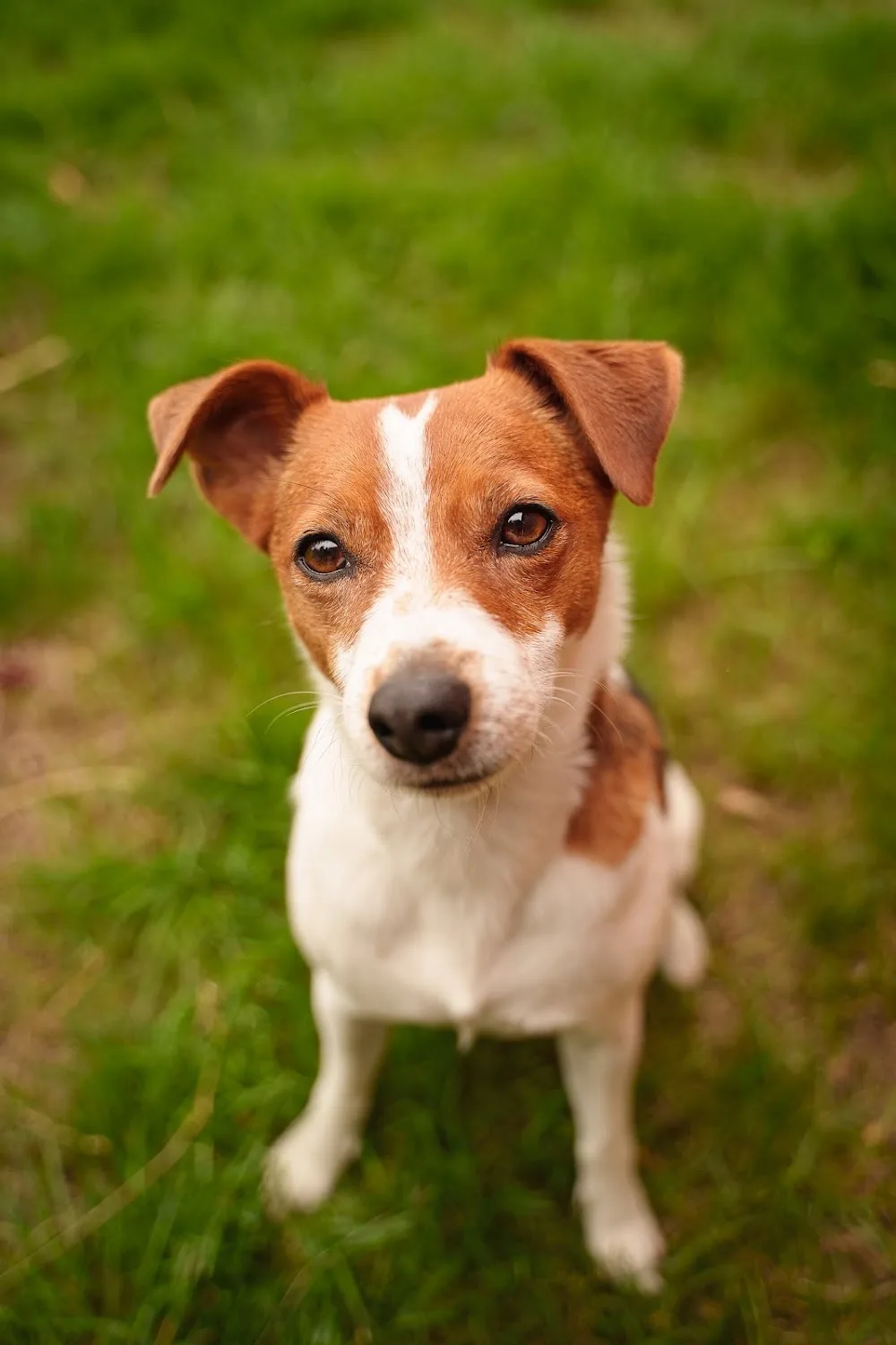 HuTa Düren Hundetagesstätte & Pension - Kreuzau pet otel