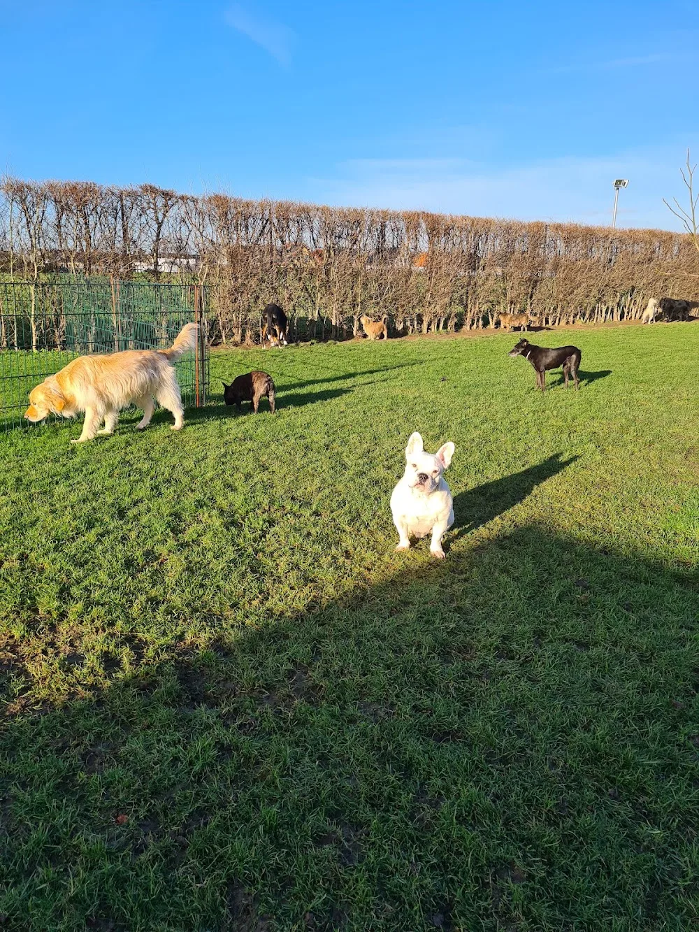 HuTa Düren Hundetagesstätte & Pension - Kreuzau pet otel görseli 3