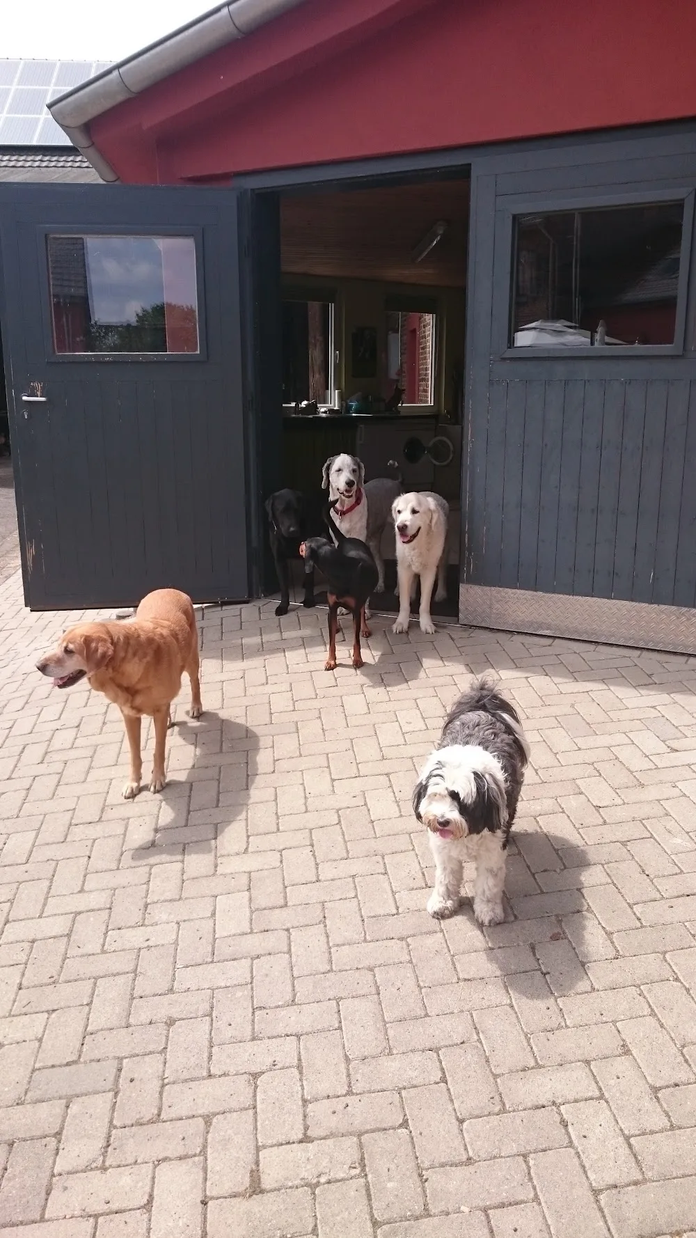 JoSi's HundePension - Kreuzau pet otel