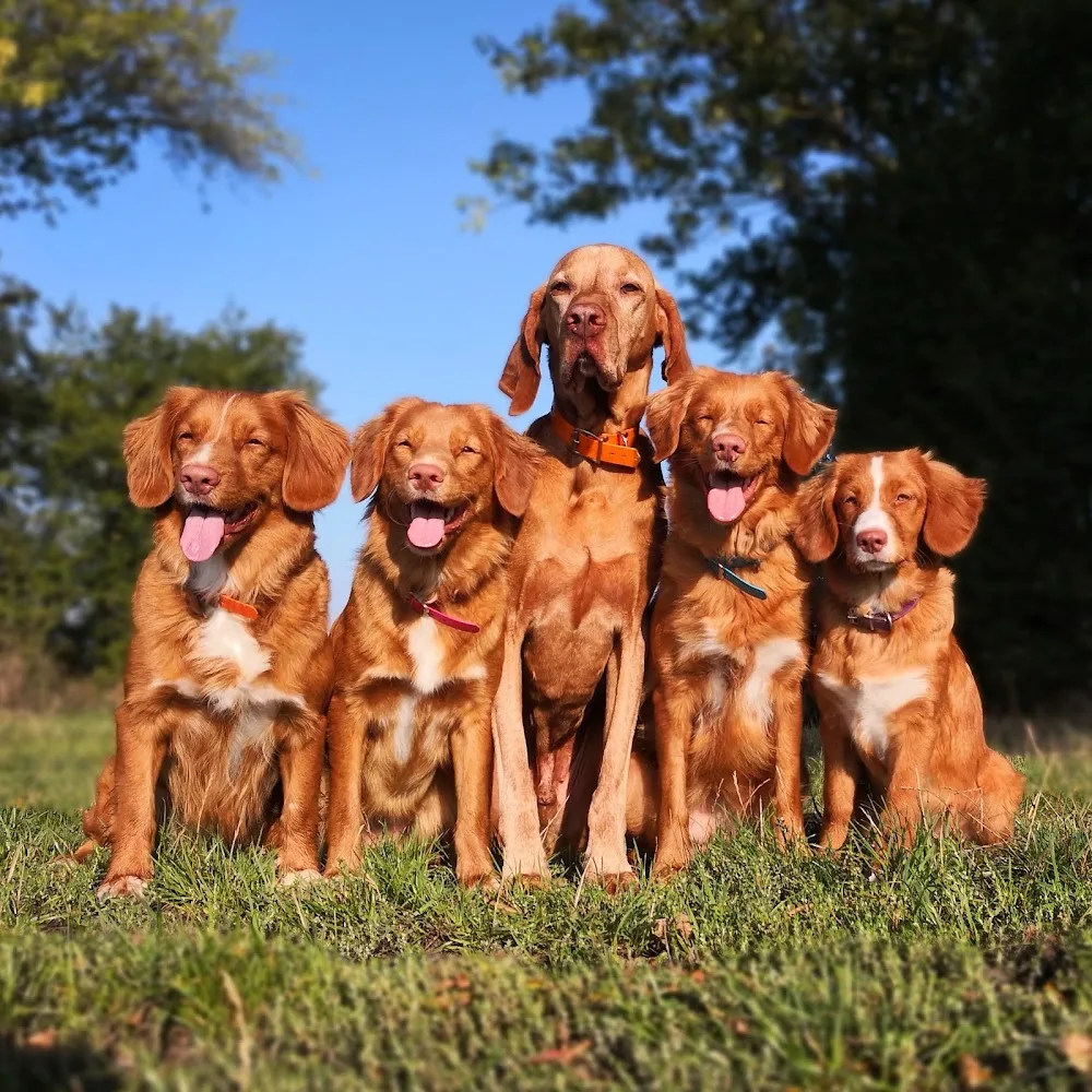 Targaryen Fire Toller Kennel - Kroměříž pet otel