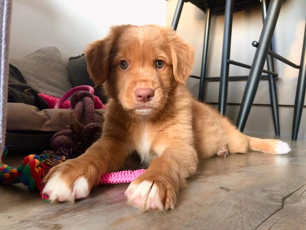 Targaryen Fire Toller Kennel - Kroměříž pet otel görseli 3