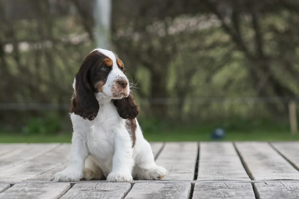 Ad Vitam Amicus - Engelsk cocker spaniel kennel - Kronoberg pet otel