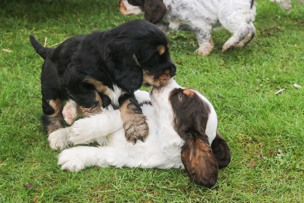 Ad Vitam Amicus - Engelsk cocker spaniel kennel - Kronoberg pet otel görseli 3