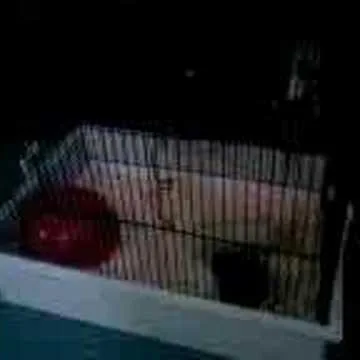 Ad Vitam Amicus - Engelsk cocker spaniel kennel - Kronoberg pet otel görseli 4