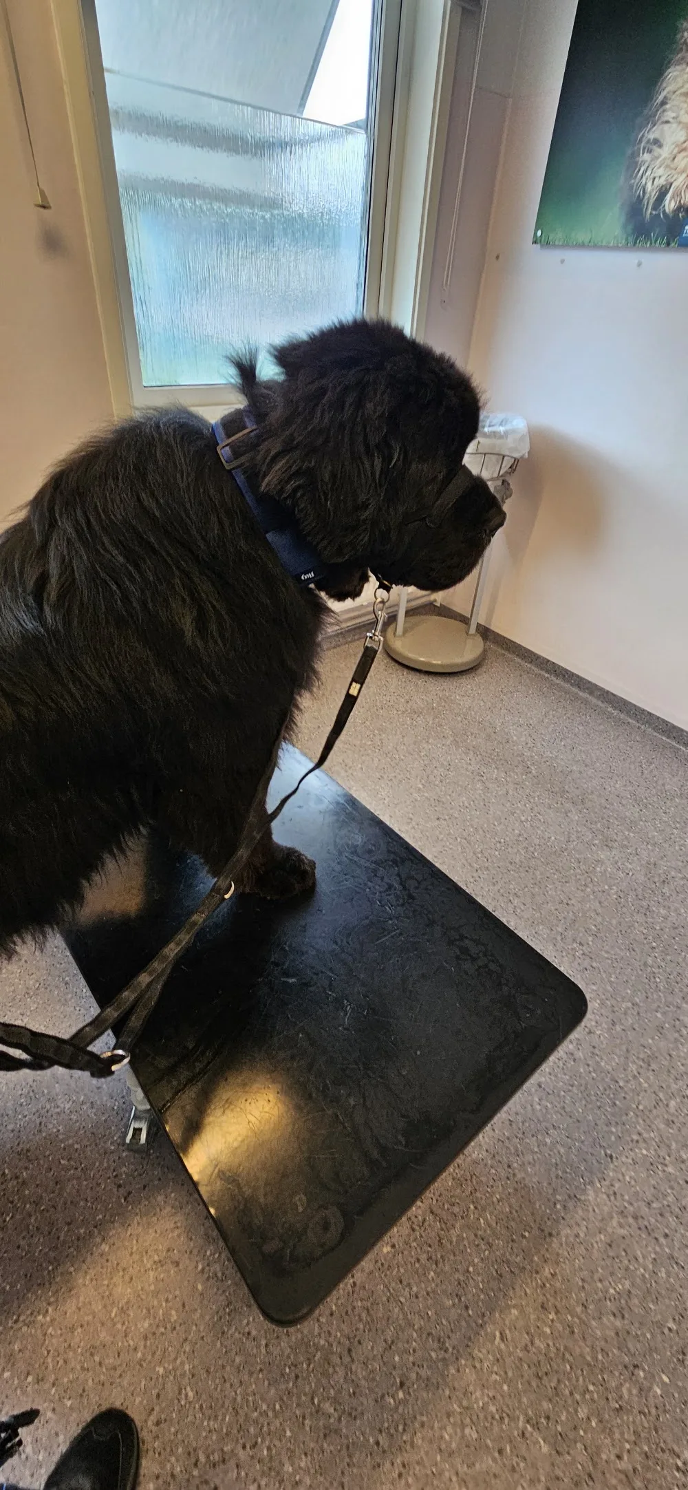 Evidensia Animal Hospital Vaxjo - Kronoberg pet otel görseli 3
