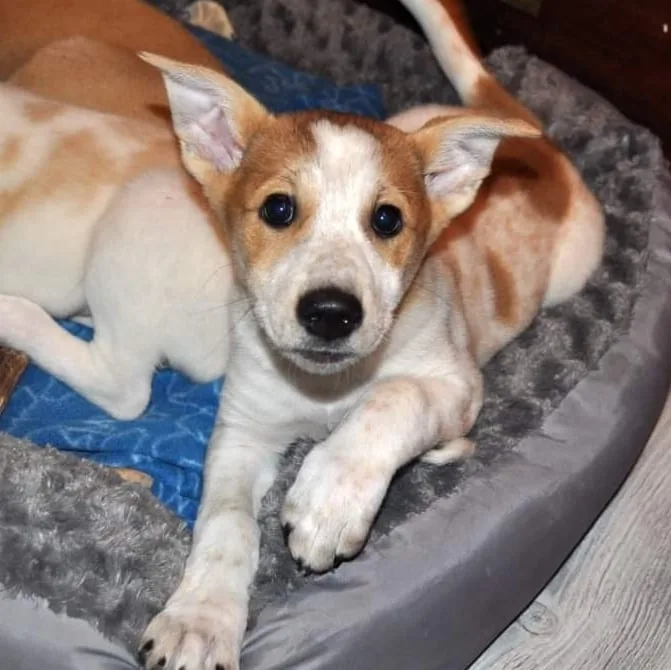 Kennel Chanco - Kronoberg pet otel