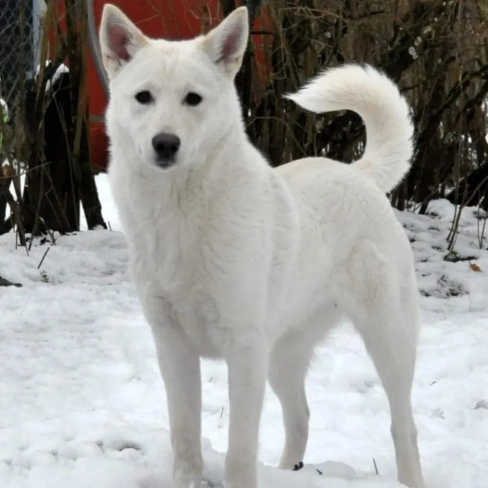 Kennel Chanco - Kronoberg pet otel görseli 3