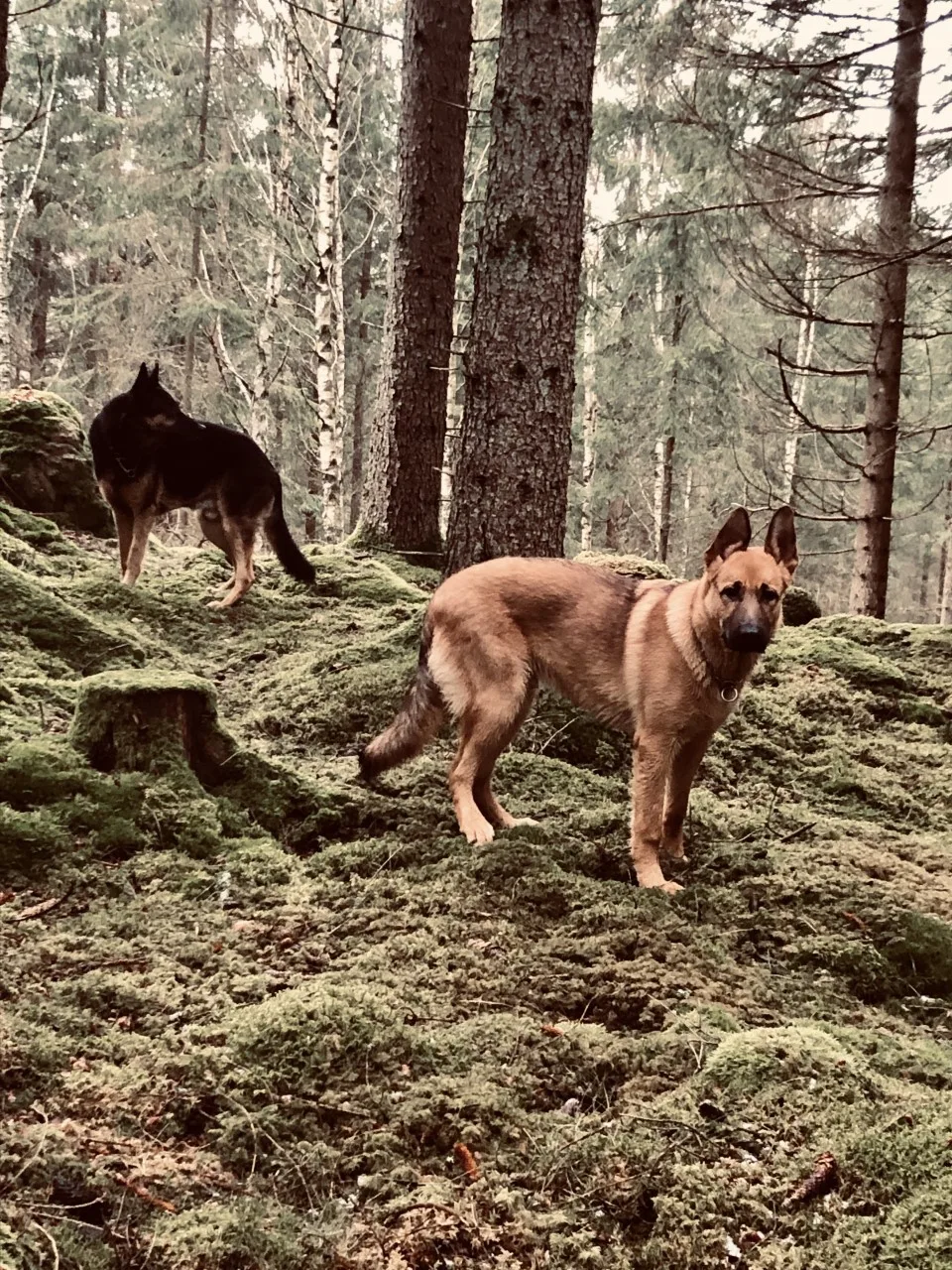 Linnefalla Hundpensionat - Kronoberg pet otel