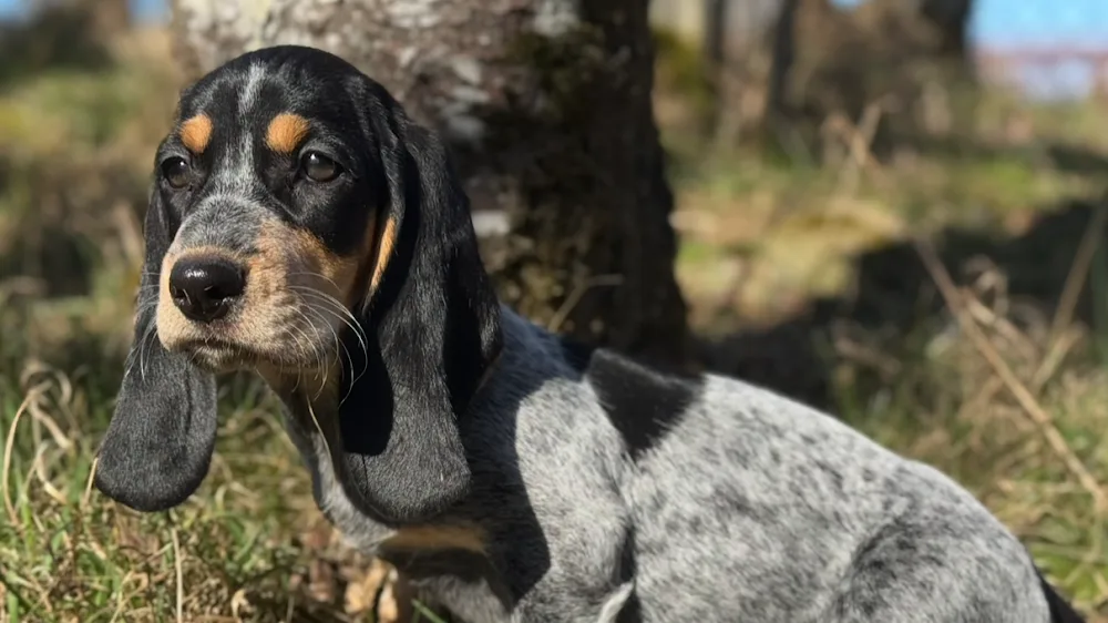 Örnås Hund & Kattpensionat - Kronoberg pet otel