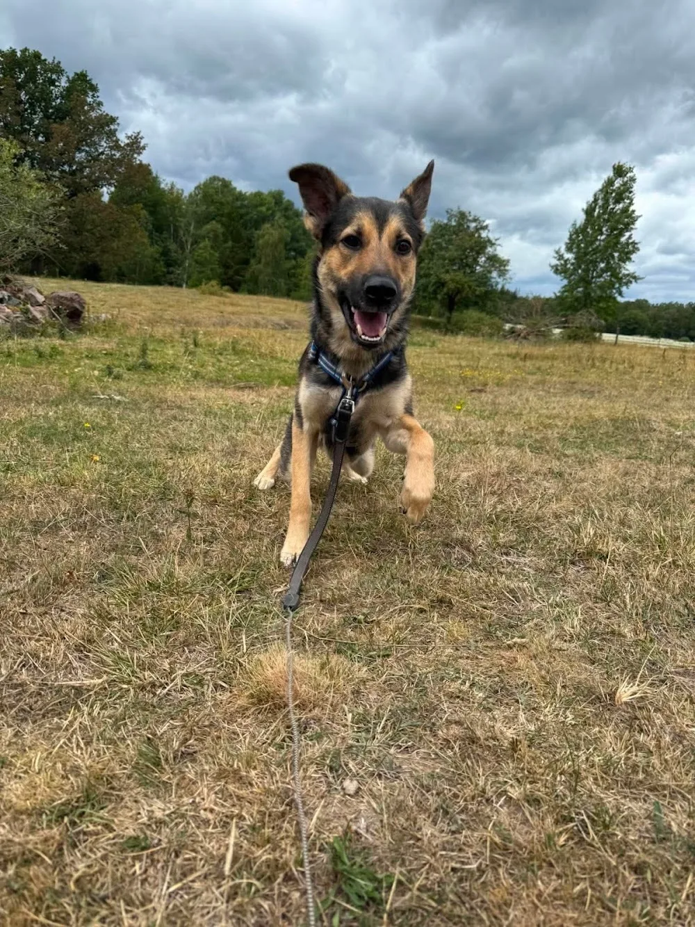Örnås Hund & Kattpensionat - Kronoberg pet otel görseli 3