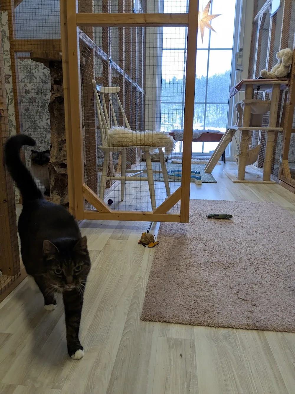 Sennas Katthotell - Kronoberg pet otel görseli 3