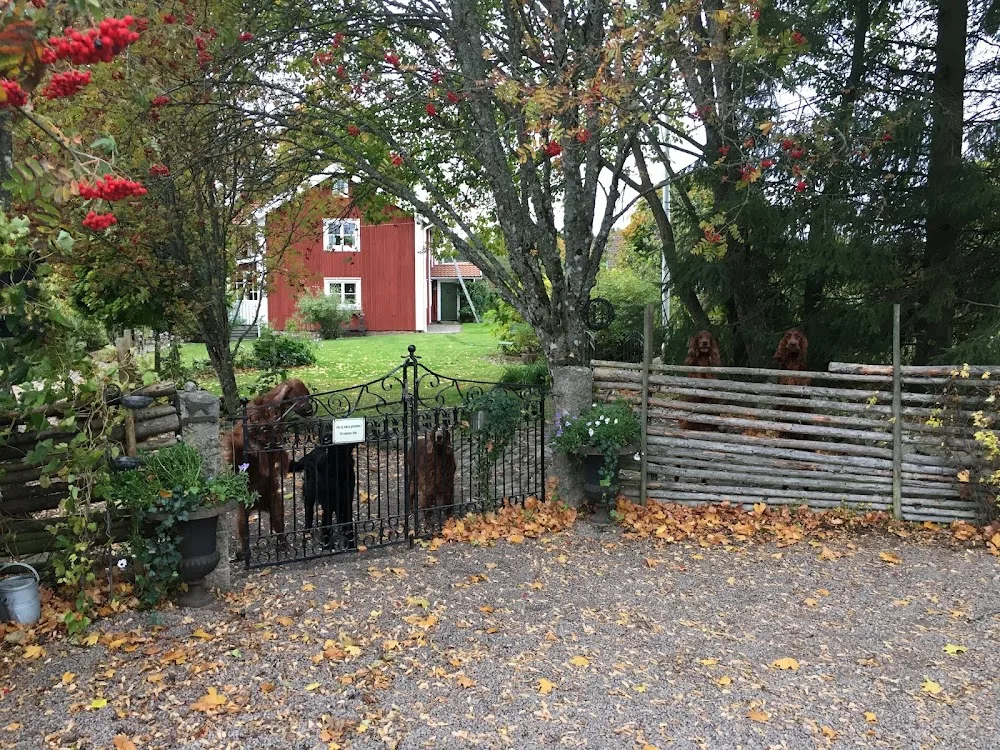 Torsagården hundpensionat - Kronoberg pet otel