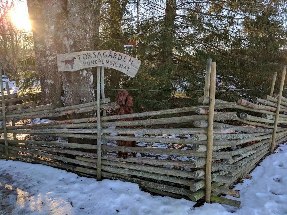 Torsagården hundpensionat - Kronoberg pet otel görseli 3