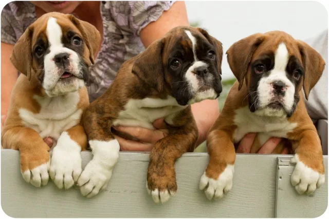 Boxerkennel Val De Troya - Kruisem pet otel