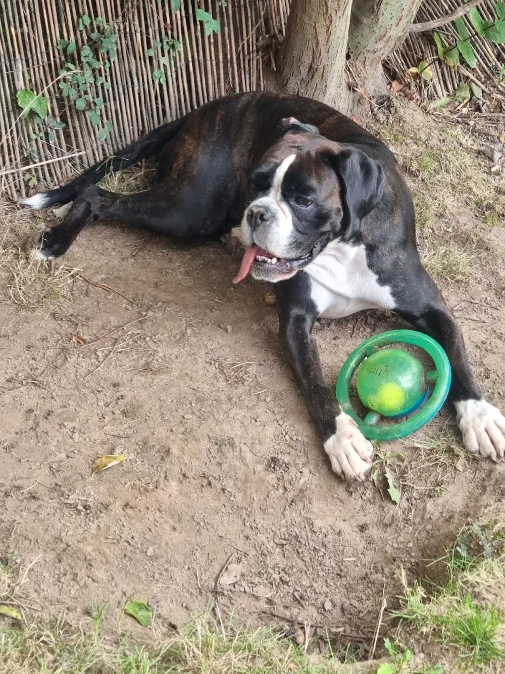 Boxerkennel Val De Troya - Kruisem pet otel görseli 3