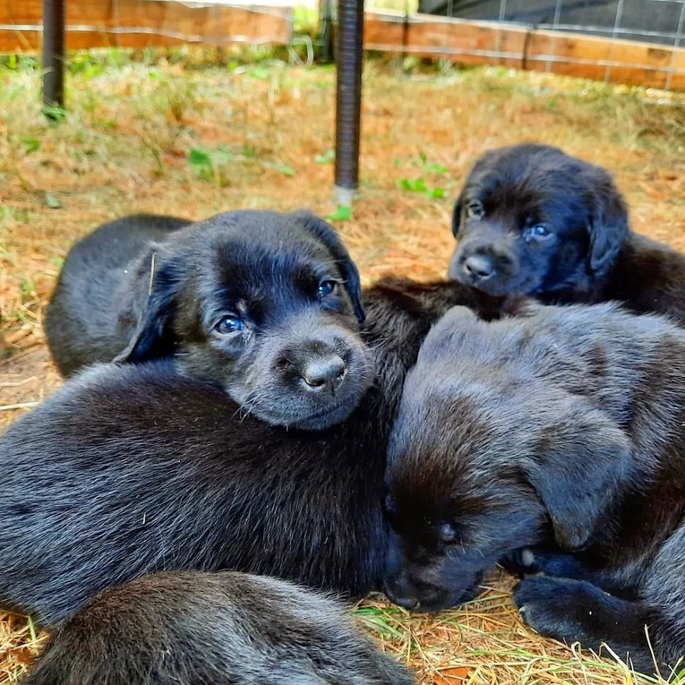 Dananas Kennel - Kukkila pet otel