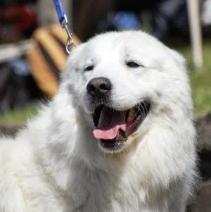 Kennel Mareus - Kukkila pet otel görseli 4