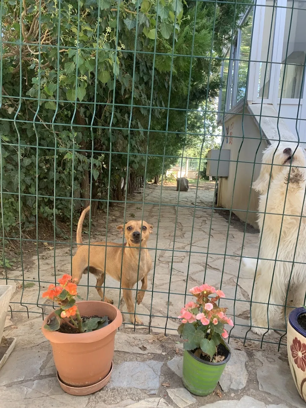 Kuti Pet Otel ve Köpek Eğitim Okulu - Ankara pet otel görseli 2