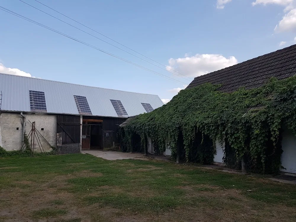 Dalmat - hotel / noclegi dla zwierząt (dla psa i kota) - Kuyavia-Pomerania pet otel