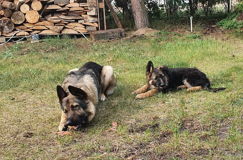 Domowy Hotel dla Psów "Psi Relax" - Grudziądz - Anna Saługa - Kuyavia-Pomerania pet otel