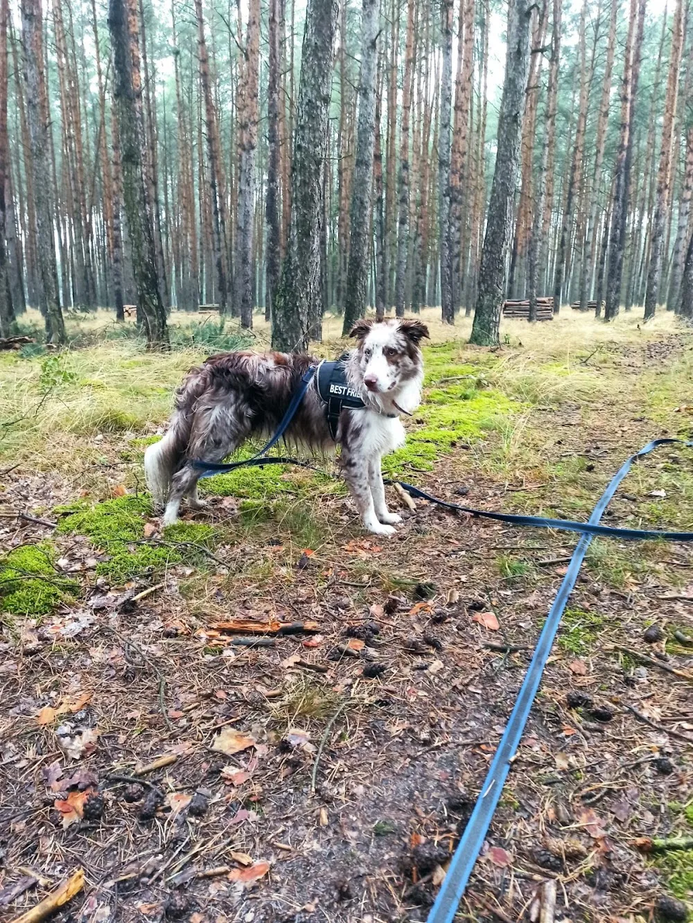Hotel dla zwierząt psów kotów królików gryzoni Uszate Zacisze – Rojewo / Inowrocław / Toruń / Bydgoszcz - Kuyavia-Pomerania pet otel görseli 3