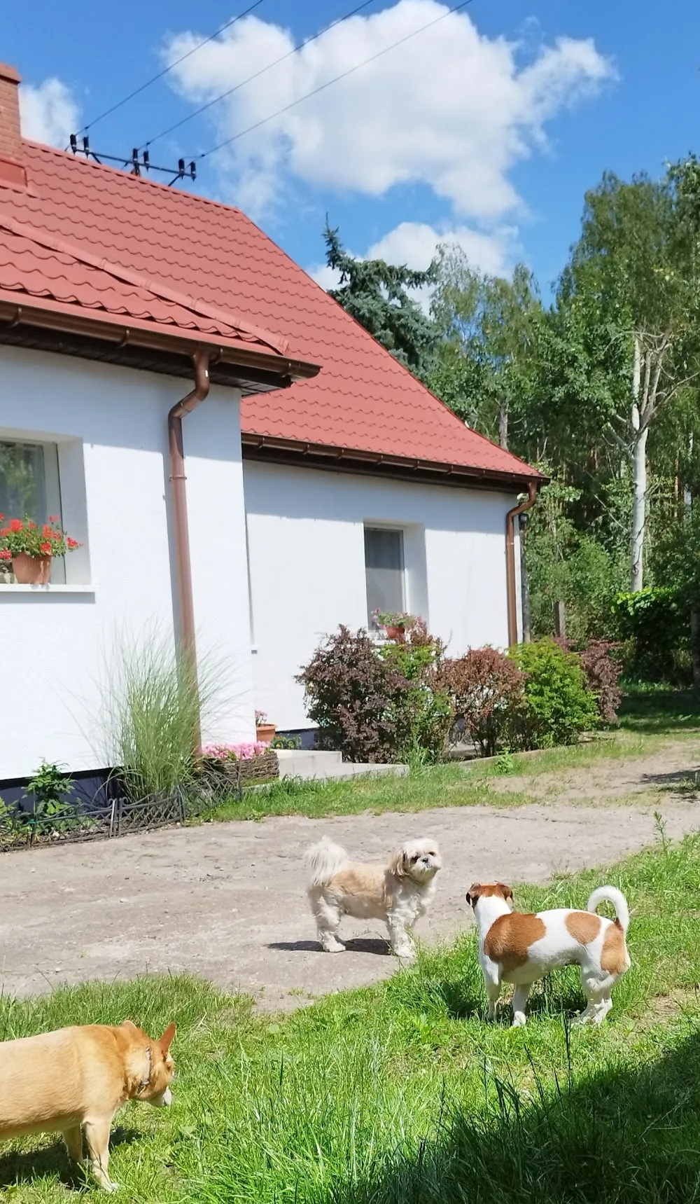 Wczasy DLA Zwierząt Pensjonat dla Psów - Kuyavia-Pomerania pet otel görseli 2