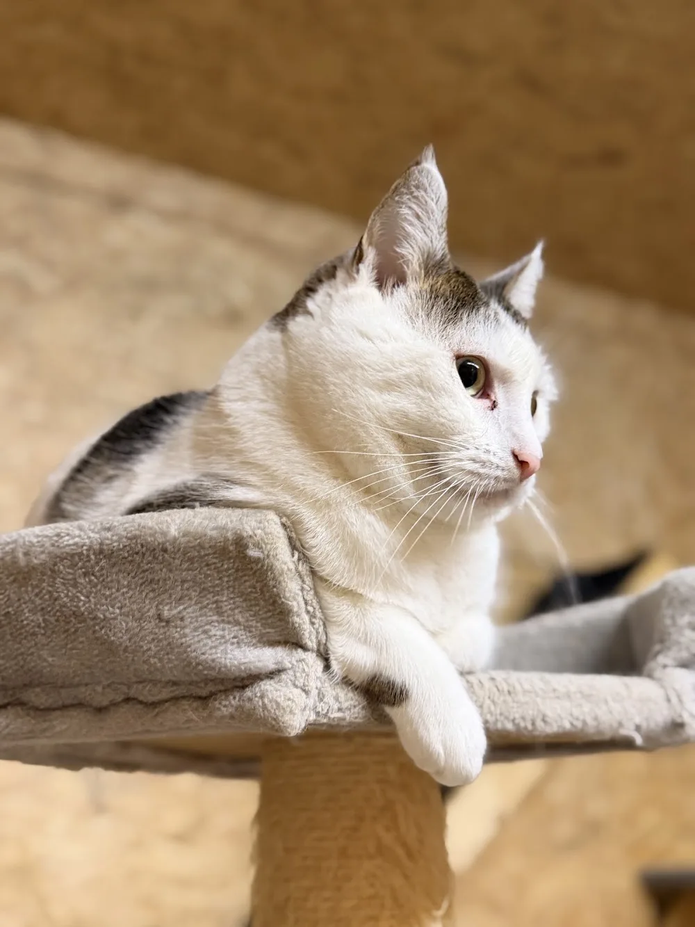 CCC - Caroline's Cat Center - Katzenpension - Kyffhäuserland pet otel