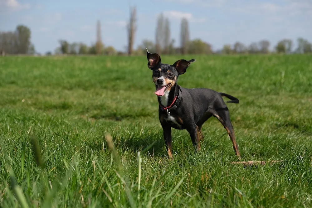 Hundezentrum Elbaue - Kyffhäuserland pet otel görseli 3