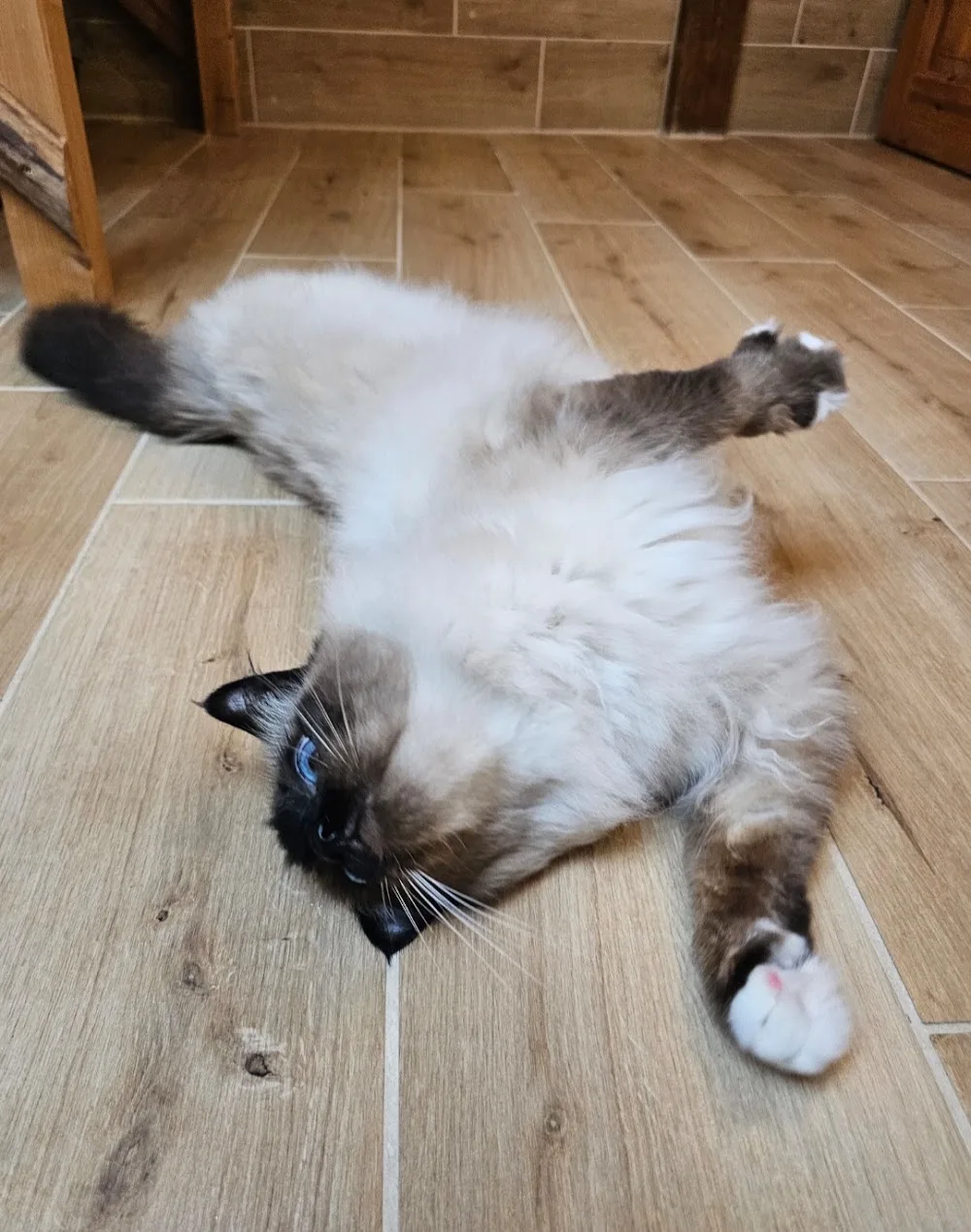 Jessy's Katzen & Kleintierpension - Kyffhäuserland pet otel