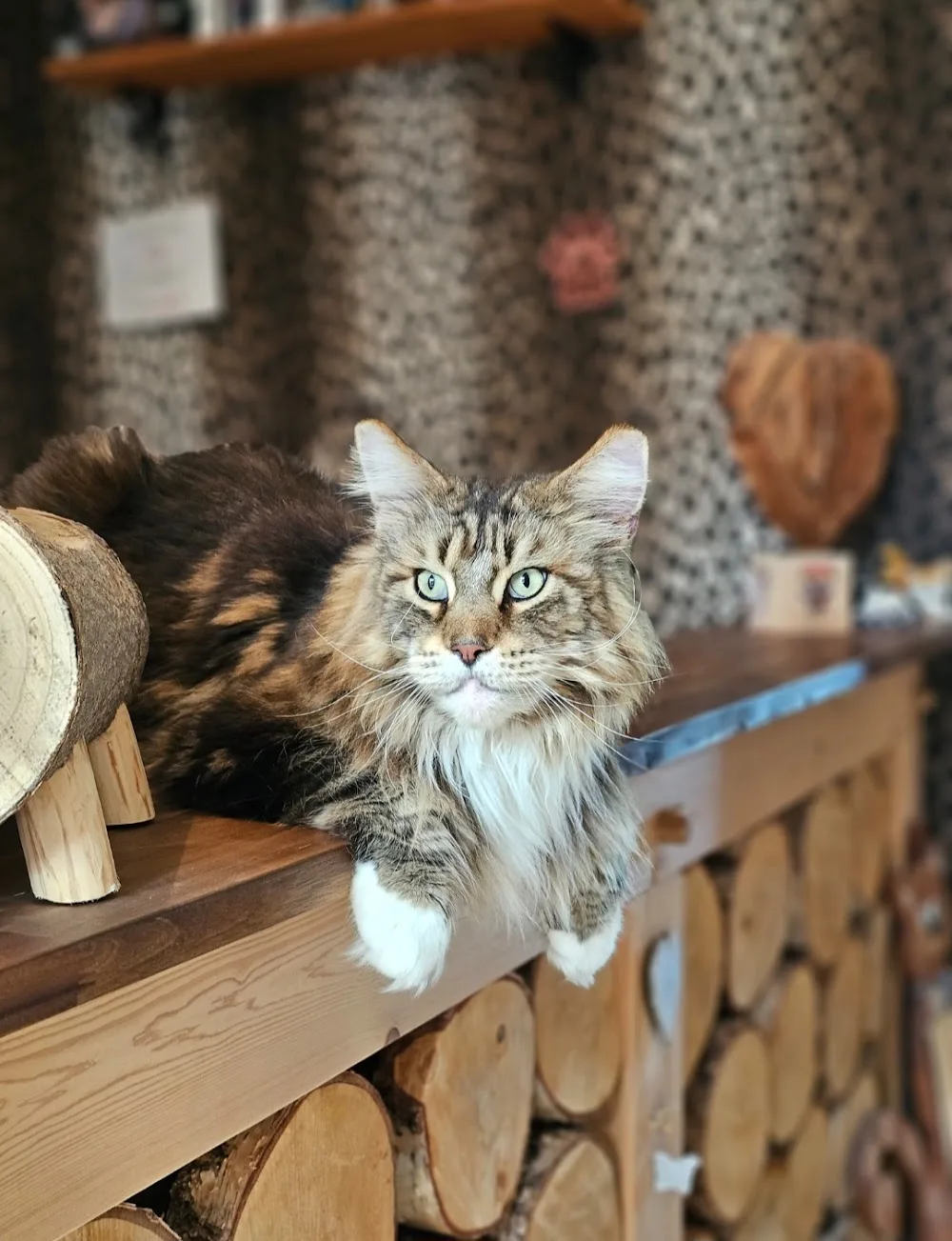 Jessy's Katzen & Kleintierpension - Kyffhäuserland pet otel görseli 3