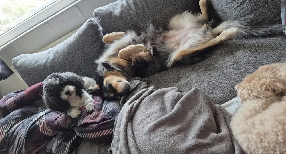 Kasis Tierbetreuung - Kyffhäuserland pet otel görseli 3