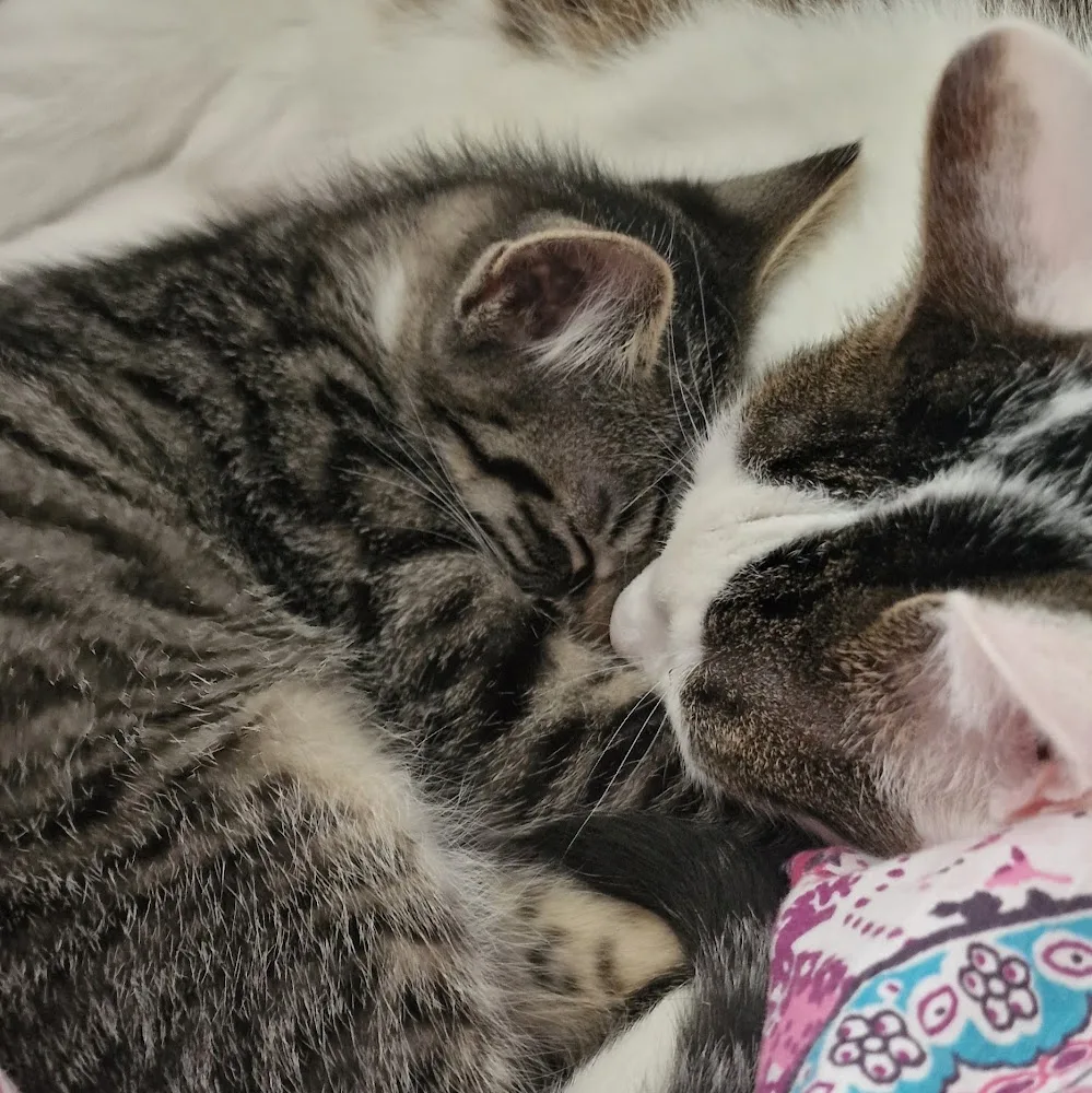 Tierpension Großer - Kyffhäuserland pet otel görseli 4
