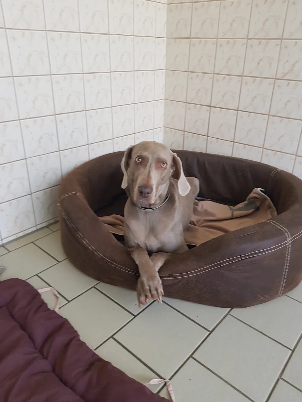 Tierpension - Kyffhäuserland pet otel