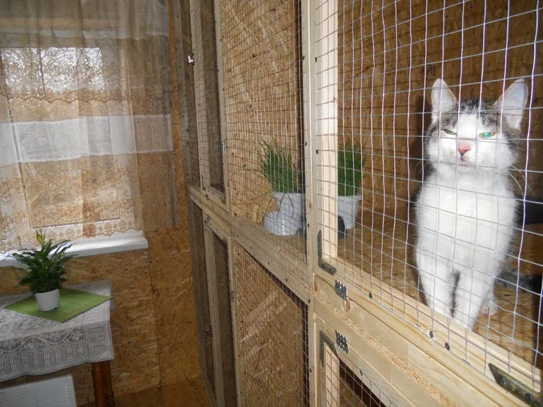 Гостиница для котов и кошек «Cathotel» - Kyivska pet otel