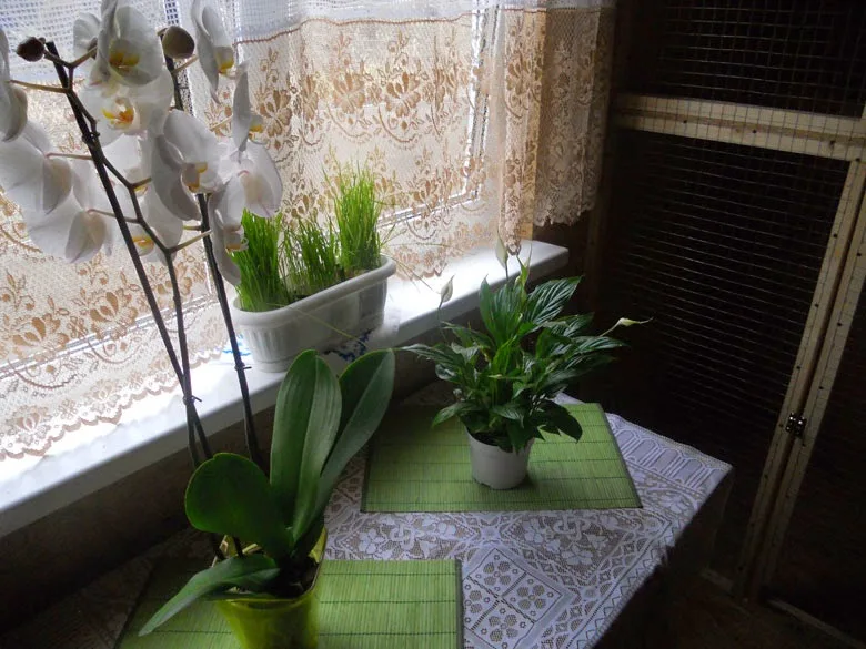 Гостиница для котов и кошек «Cathotel» - Kyivska pet otel görseli 3