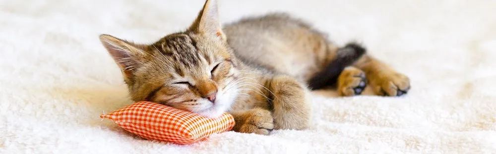 Отель для котов Cat's Villa - Kyivska pet otel görseli 3