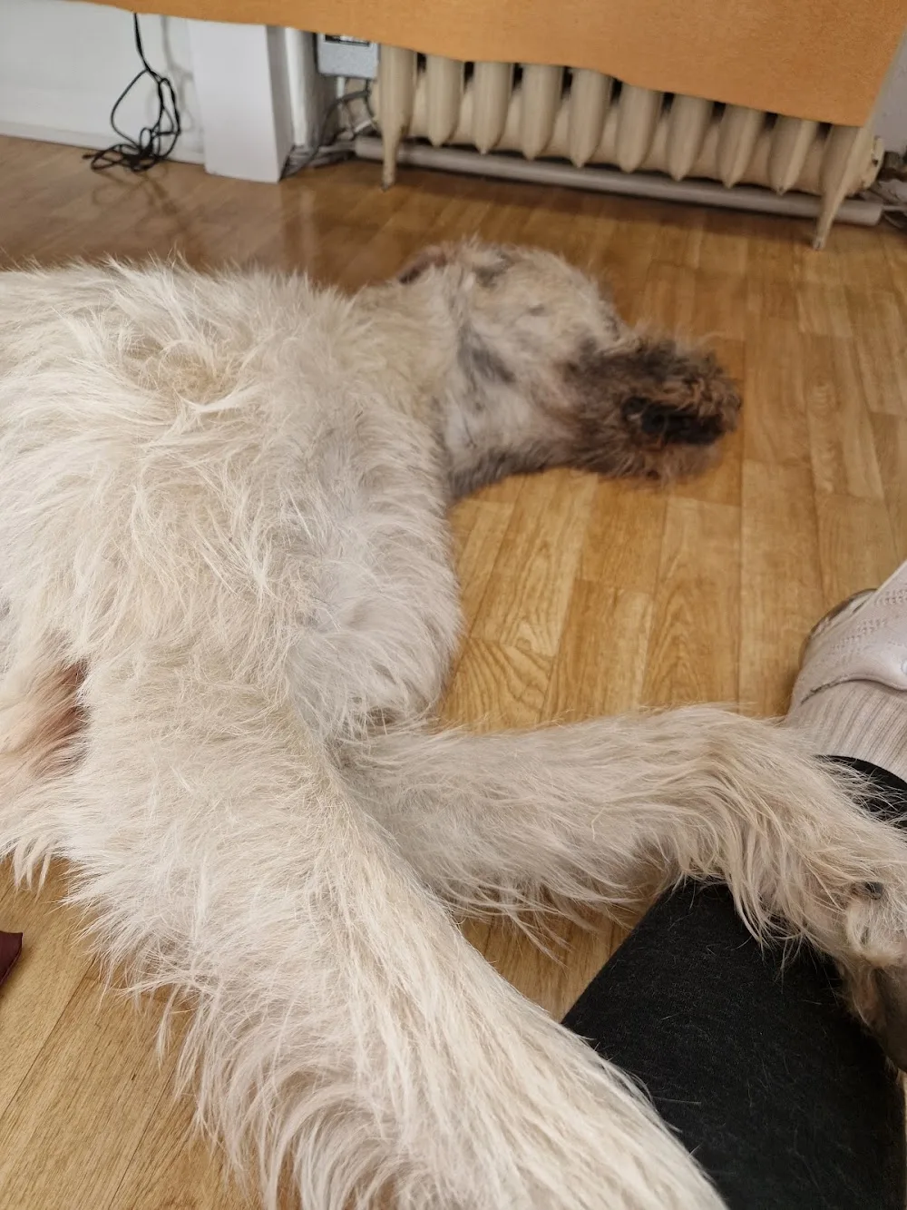 Jumikoira - Kymenlaakso pet otel