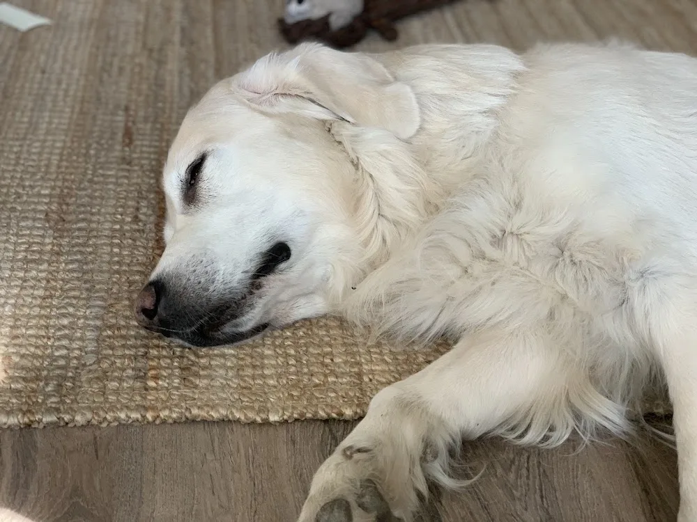 Jumikoira - Kymenlaakso pet otel görseli 3