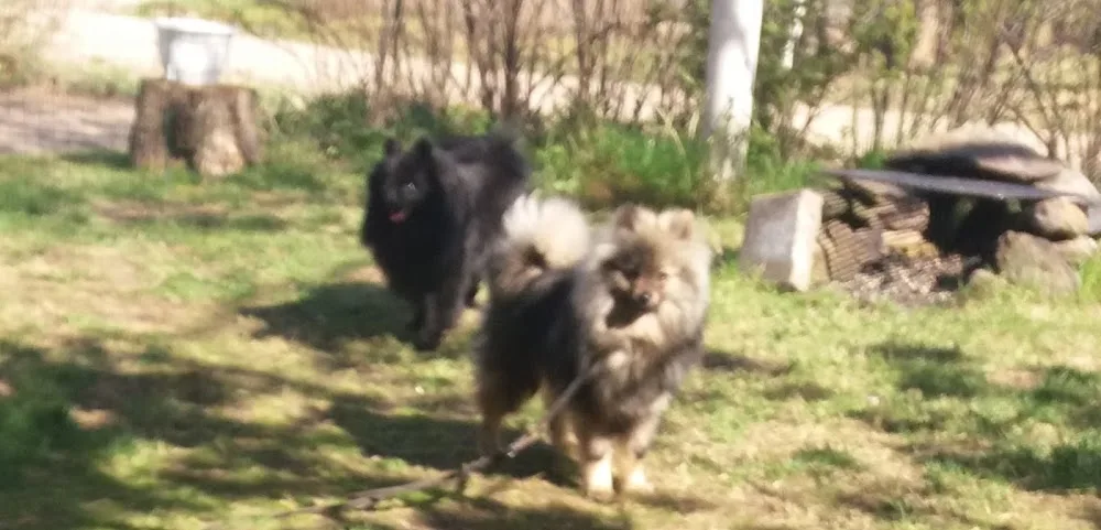 Kennel Heldalan - Kymenlaakso pet otel görseli 3