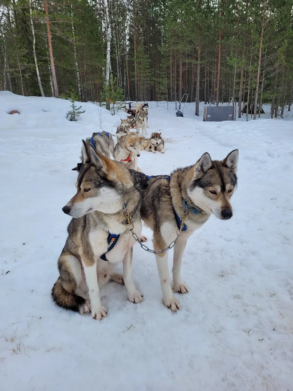 Kiviharjun Koirahoitola - Kymenlaakso pet otel
